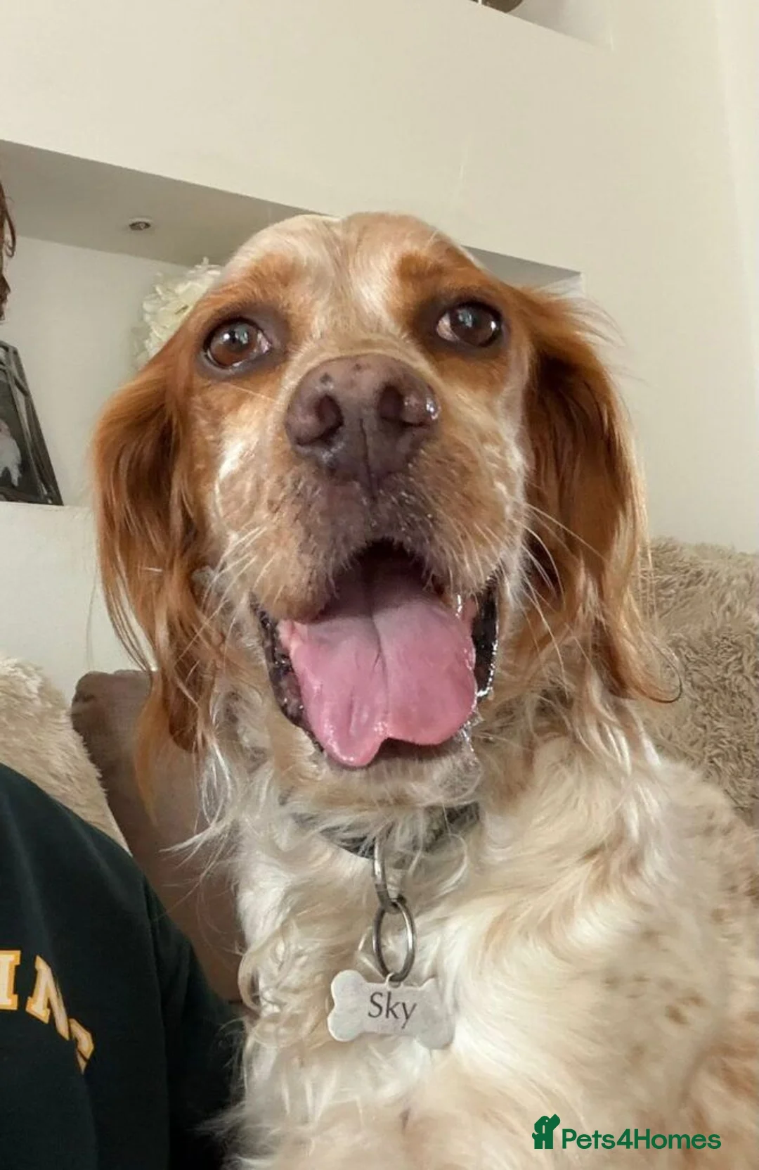English Setter dogs for adoption: Sky   - Advert 10