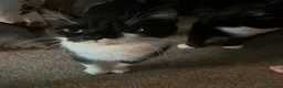 Mixed Breed cats for sale: Desperate home needed (FREE) - Advert 3