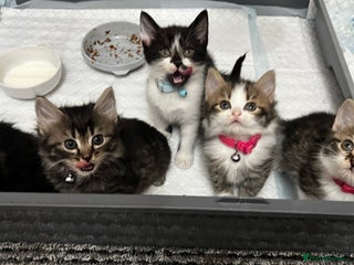 Mixed Breed cats Fluffy Longhair kittens - Advert 4