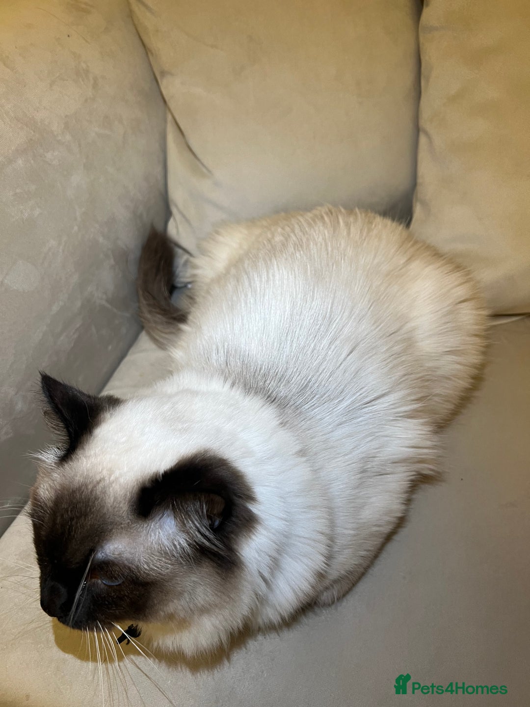 Ragdoll cats for stud: Ragdoll stud only  - Advert 6