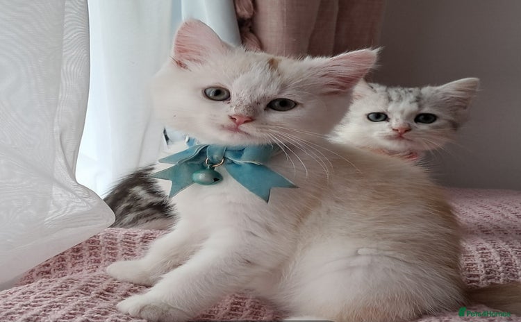 Persian cats - Advert 7