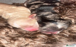 Cockapoo dogs for sale: Cockapoo puppies  - Image 7