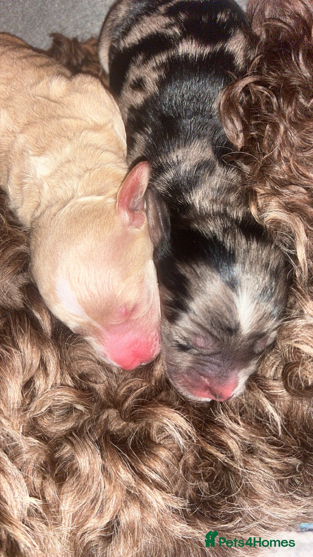 Cockapoo dogs for sale: Cockapoo puppies  - Image 7