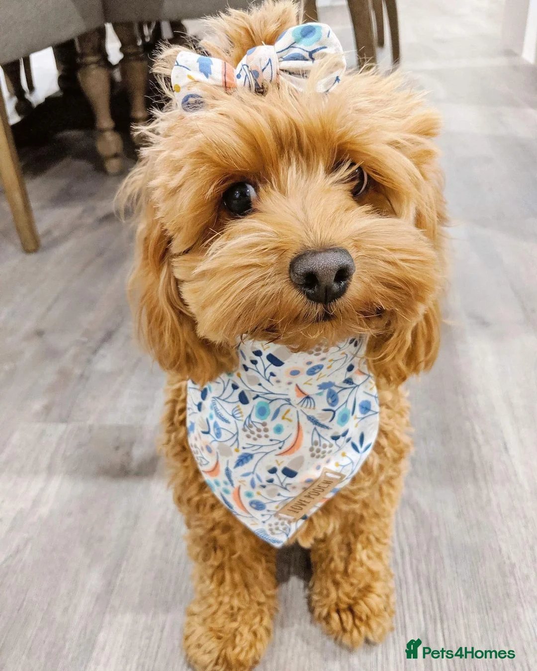 Cavapoo dogs for sale: Beautiful Cavapoo Puppy – Zoey 8 Months Old - Advert 5