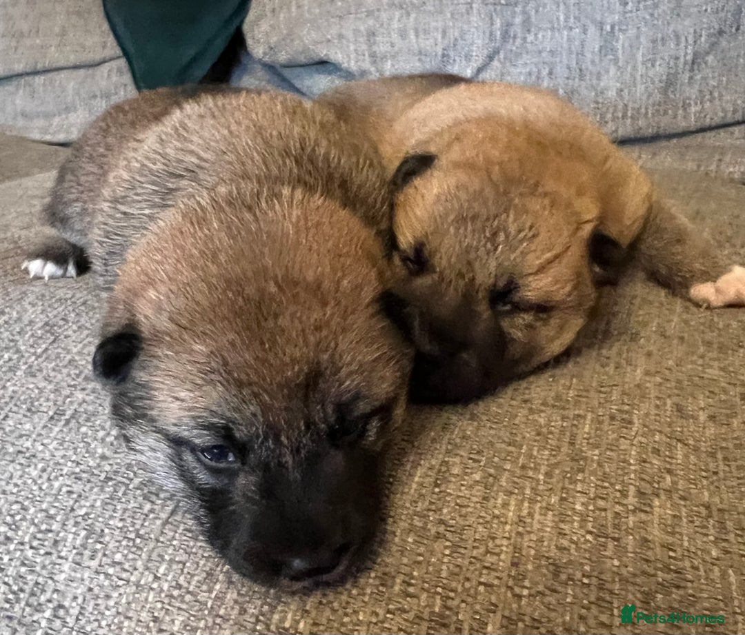 Japanese Shiba Inu dogs for sale: K.C reg Japanese Shiba Inu Puppies - Image 9