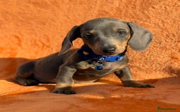 Miniature Dachshund dogs for sale: KC Reg Miniature Dachshund Puppies  - Image 23