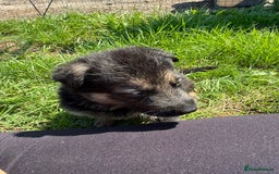 German Shepherd dogs for sale: German shepherd puppies  - Image 27
