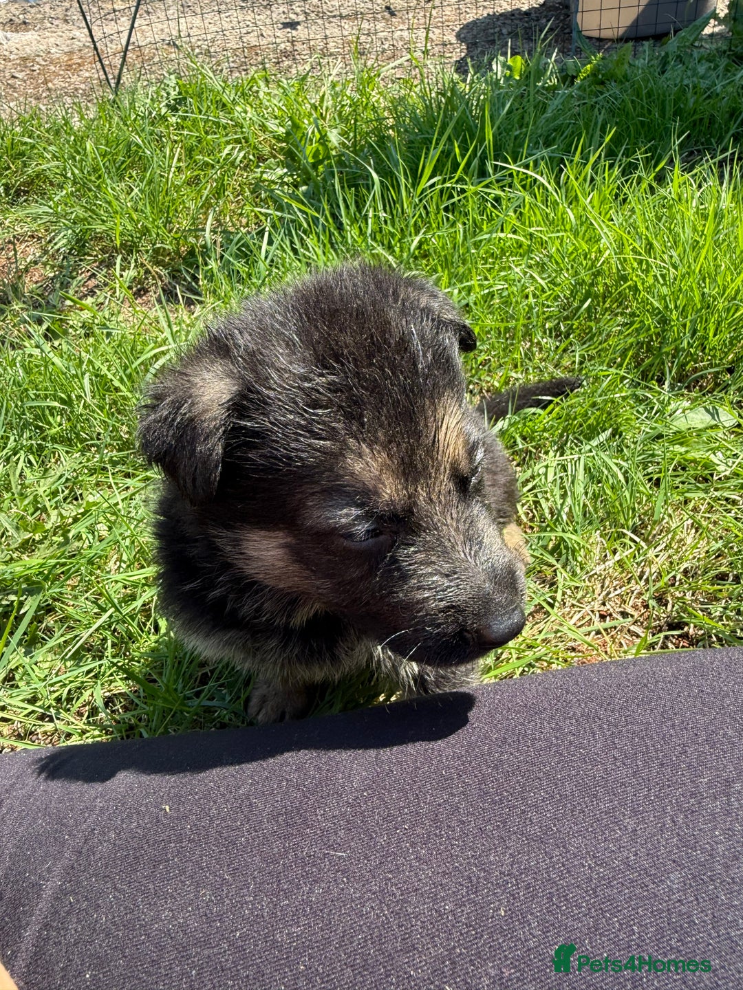German Shepherd dogs for sale: German shepherd puppies  - Image 27