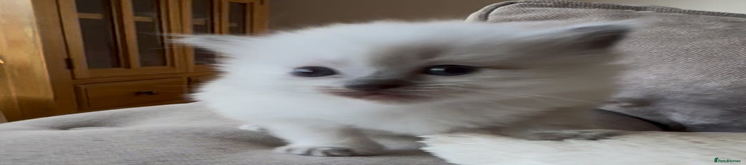 Ragdoll Kitten 3 Bonny