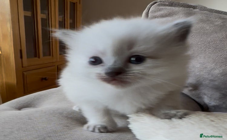 Ragdoll cats - Advert 4