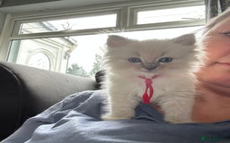 Ragdoll cats for sale: Lynx mitted ragdolls  - Image 3