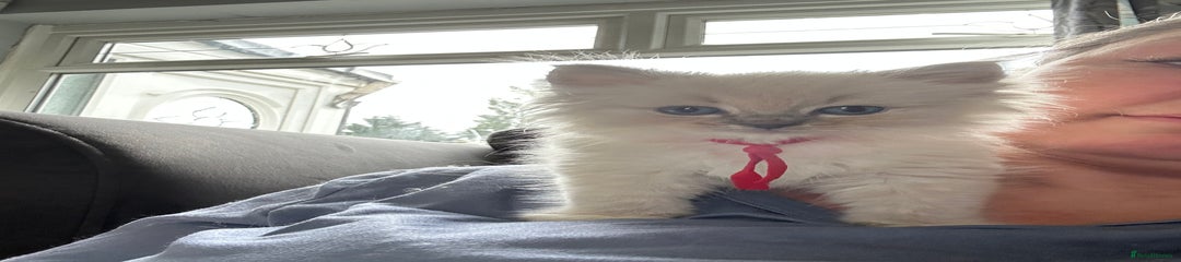 Ragdoll Kitten 1