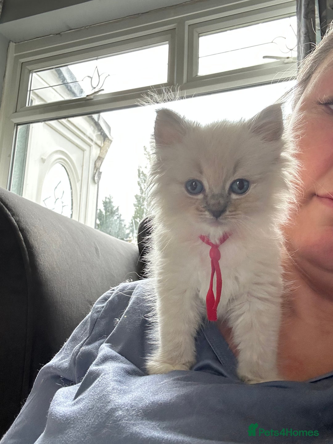 Ragdoll cats for sale: Lynx mitted ragdolls  - Image 3