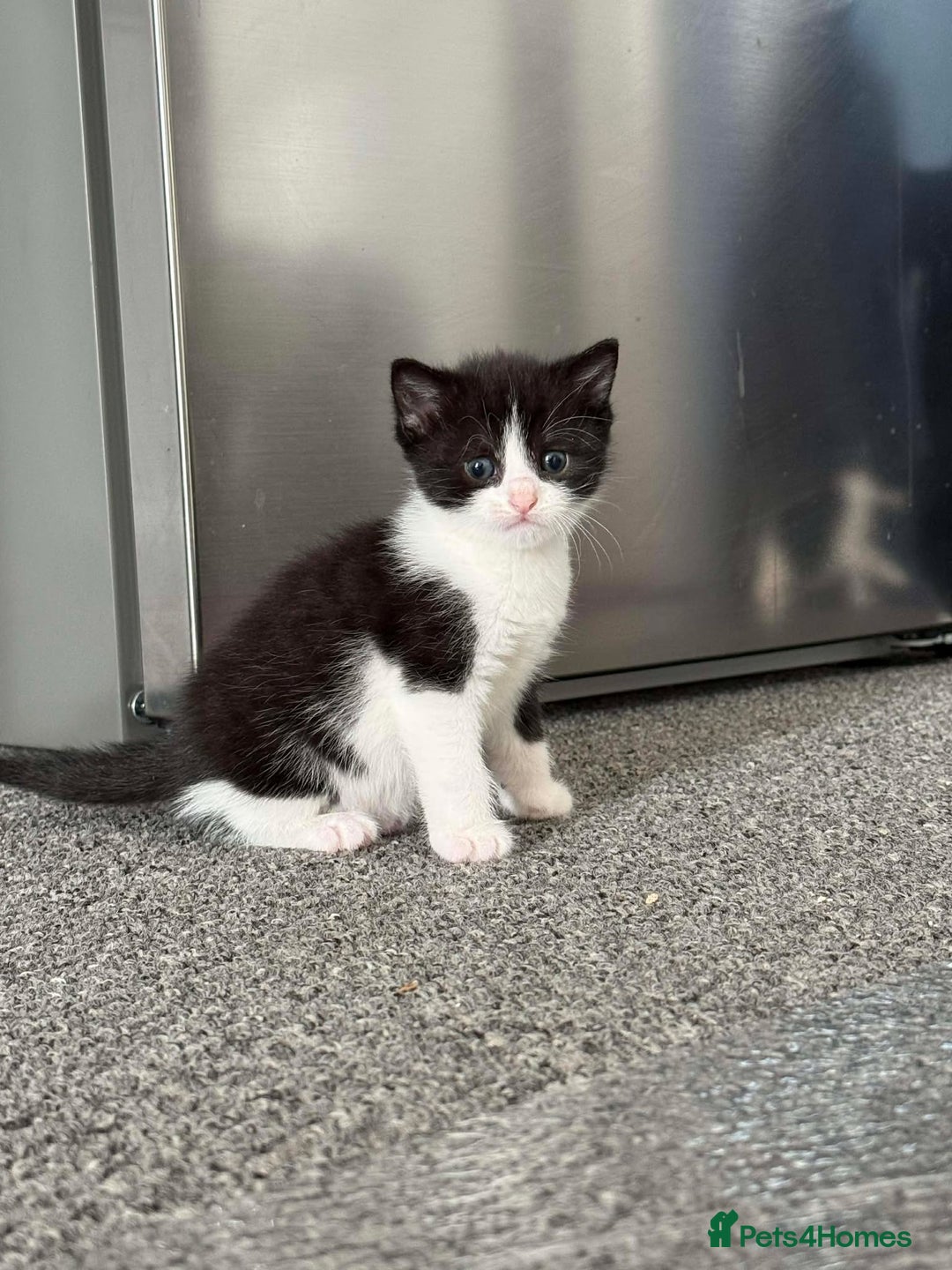 Mixed Breed cats for sale: Tiny Tuxedos + One little shadow  - Advert 1