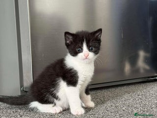 Mixed Breed cats Tiny Tuxedos + One little shadow - Advert 1