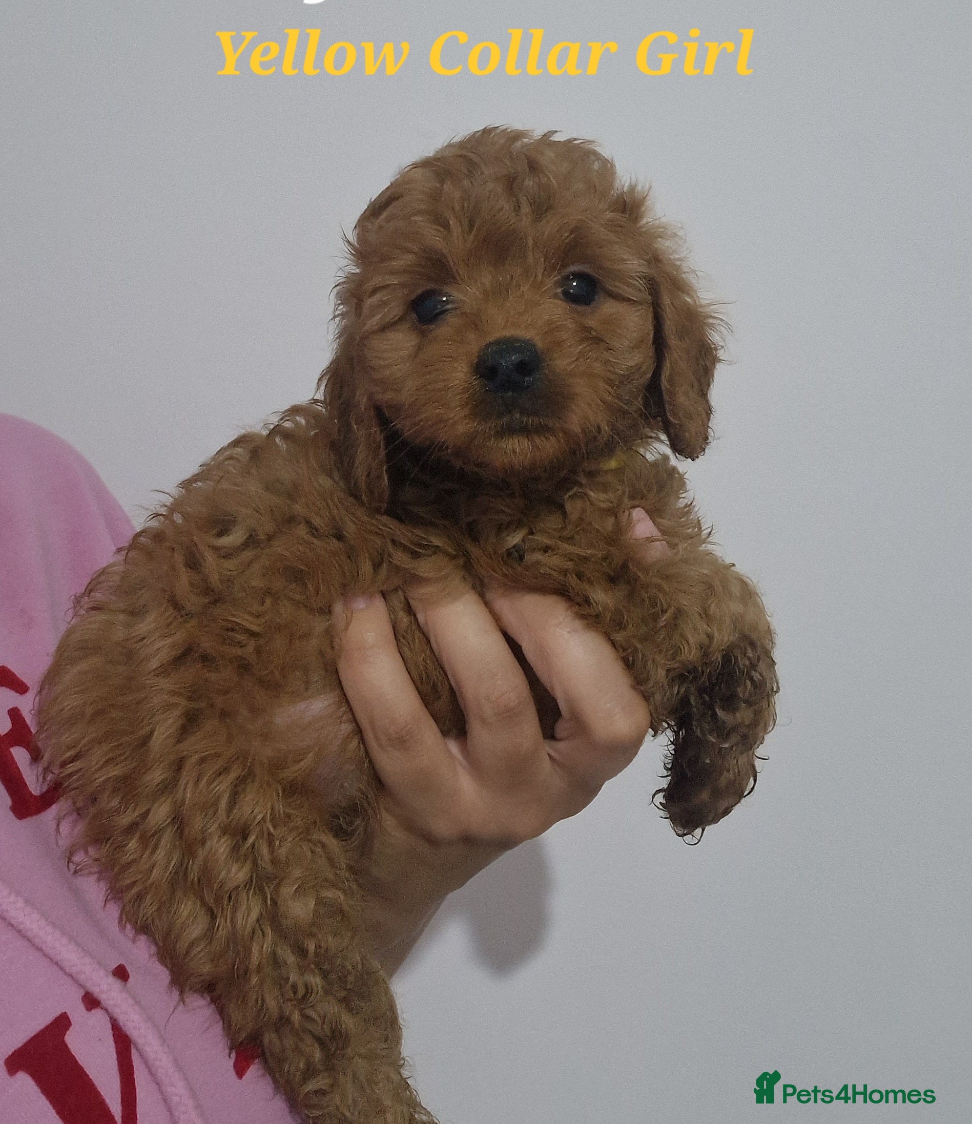 Cockapoo dogs Beautiful F1 Cockapoo puppies - Advert 3