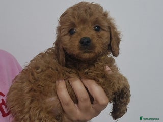 Cockapoo dogs Beautiful F1 Cockapoo puppies - Advert 1
