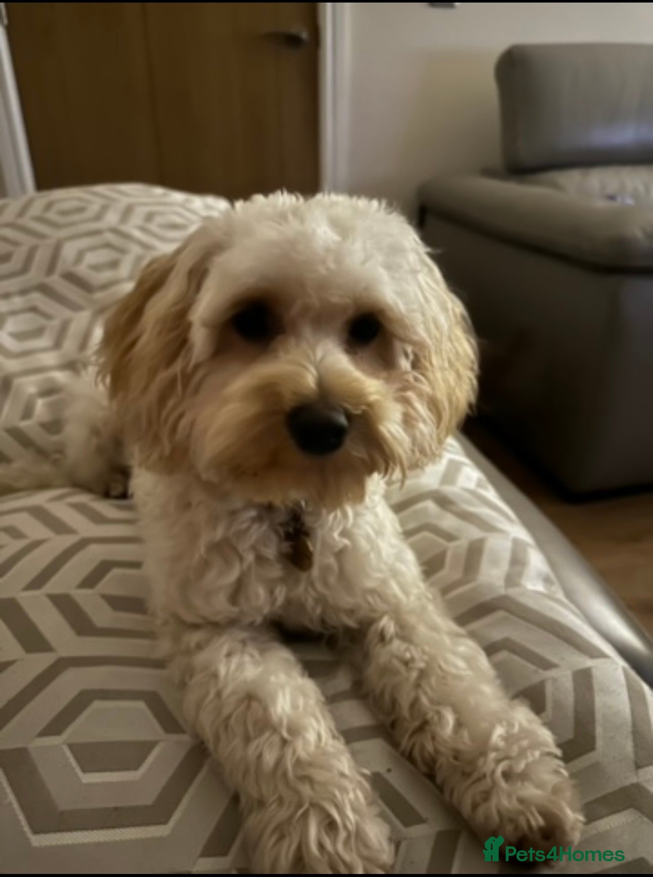 Maltipoo dogs Gorgeous Maltipoo available for Stud🩵 in Swansea - Advert 1