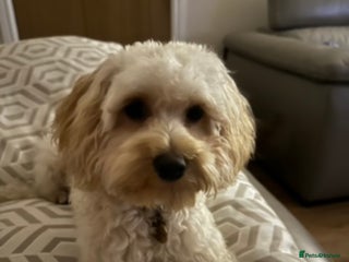 Maltipoo dogs in Swansea - Advert 1