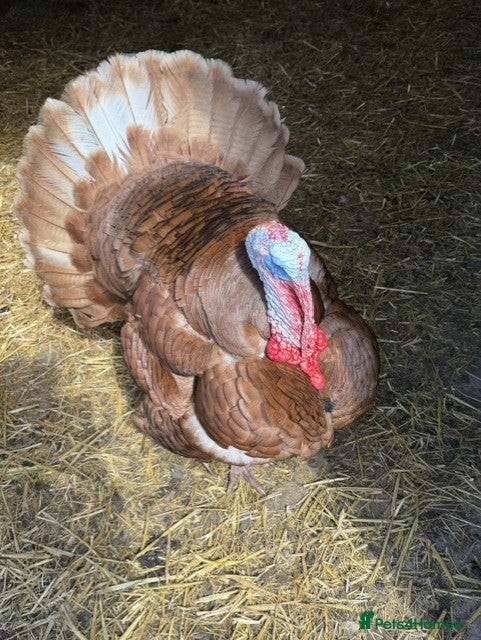 Turkeys poultry Bourbon Red Turkey Stag and 3 Hens - Advert 11