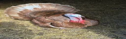 Turkeys poultry for sale: Bourbon Red Turkey Stag and 3 Hens in Maldon - Advert 1