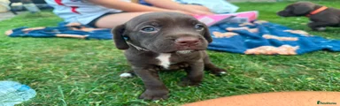 Mixed Breed 5