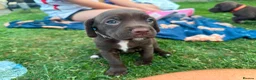 Mixed Breed dogs for sale: Working Spaniel cross  - Advert 4