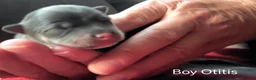 Pomsky dogs for sale: Micro F4 blue pomsky pup's  - Advert 3