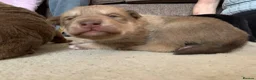 Mixed Breed dogs for sale: Collie mix pups in Gloucester - Advert 24