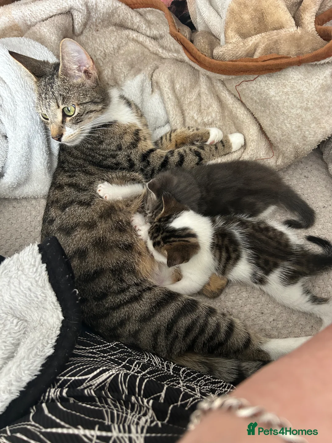Mixed Breed cats for sale: Bengal mix breed - Advert 1