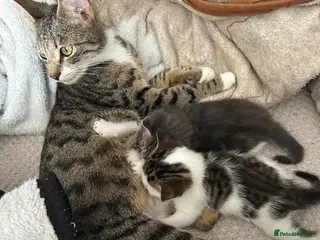 Mixed Breed cats Bengal mix breed - Advert 1