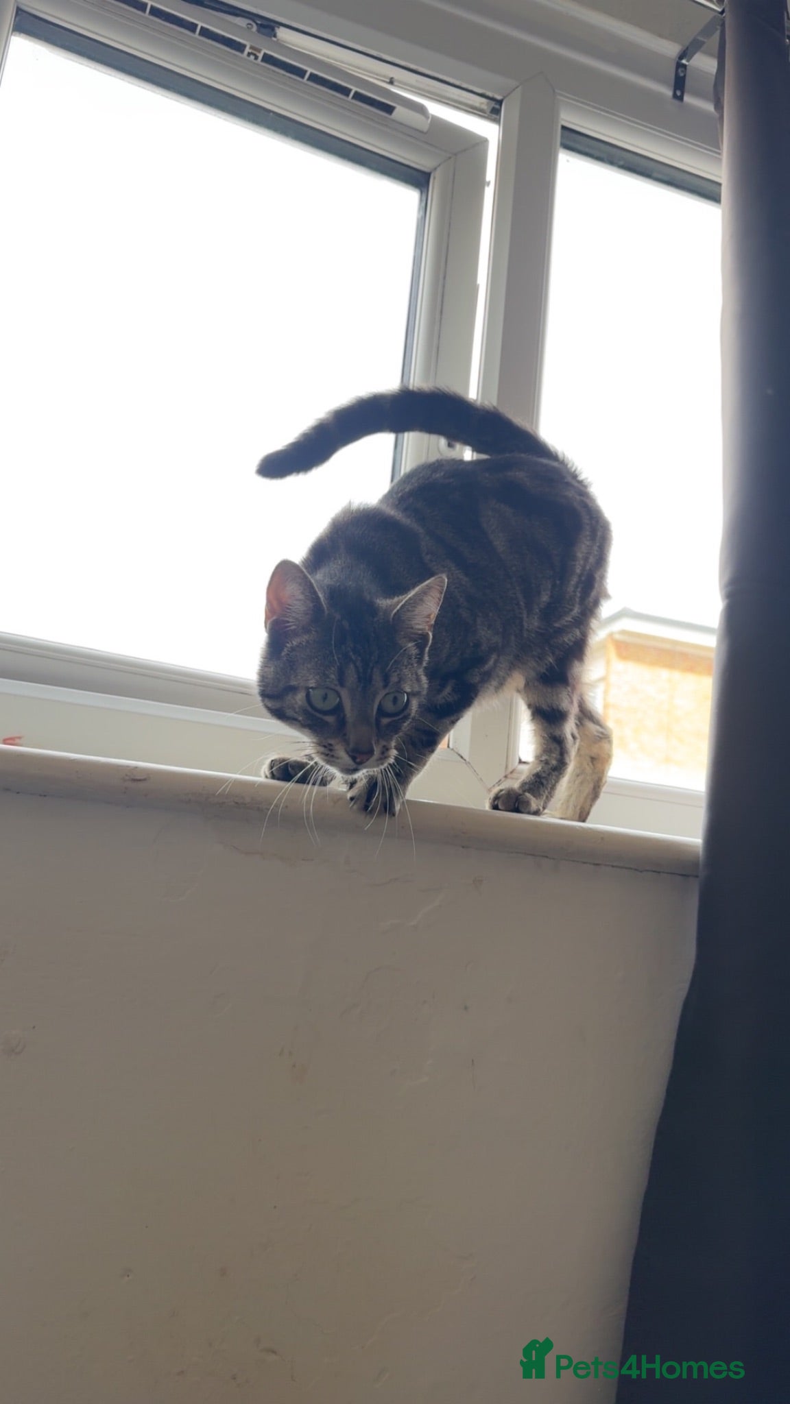 Mixed Breed cats Male tabby cat  - Advert 5