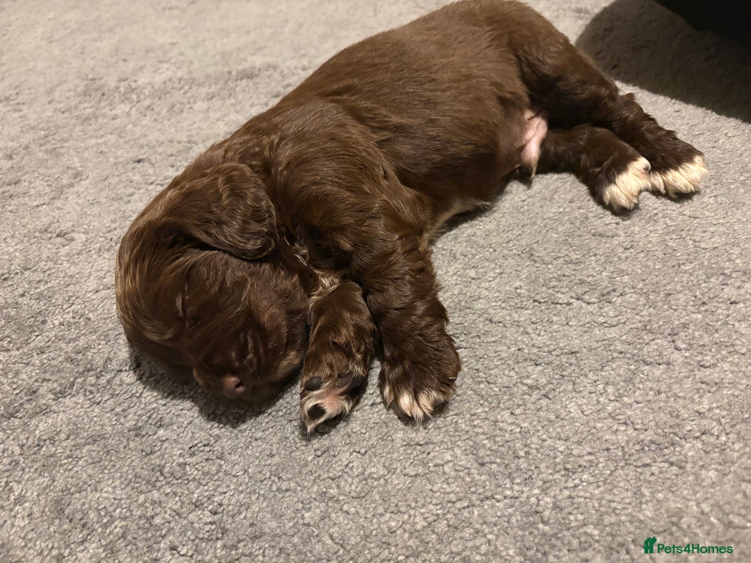 Cocker Spaniel dogs for sale: Stunning Show X Working cocker spaniels  - Advert 7