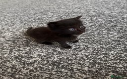 Mixed Breed cats for sale: Ragdoll mix kittens ready for new homes🤍 - Image 5