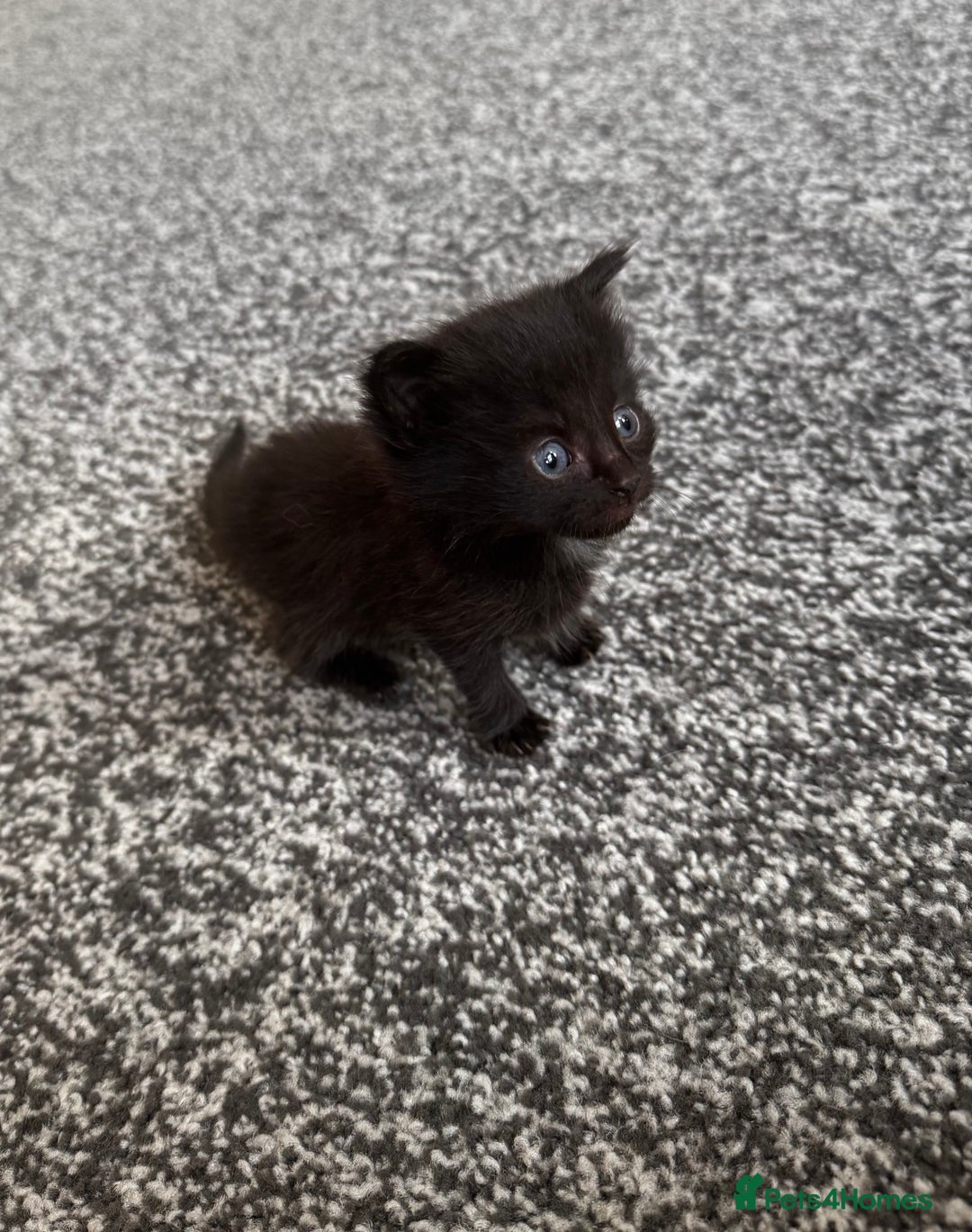 Mixed Breed cats for sale: Ragdoll mix kittens ready for new homes🤍 - Image 5
