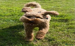 Cockapoo dogs for sale: Cockapoo - Image 3