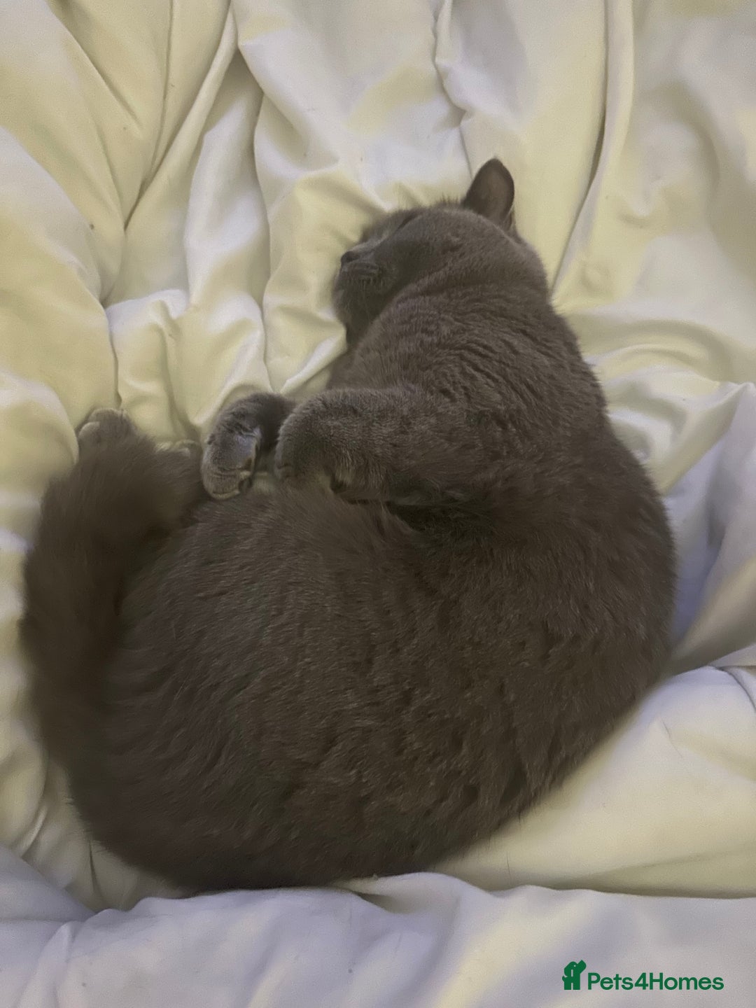 British Shorthair cats for stud: Gorgeous British shorthair for stud - Image 3