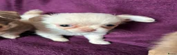 Chihuahua dogs for sale: Outstanding tiny tiny chichahua  - Advert 17