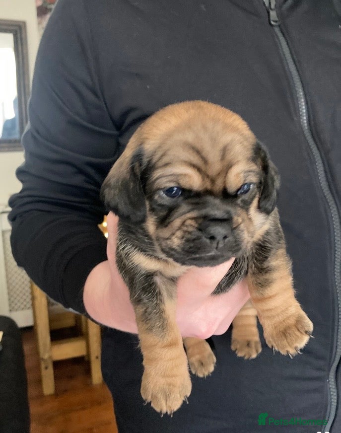 Mixed Breed dogs Beautiful Daug puppies  - Advert 13