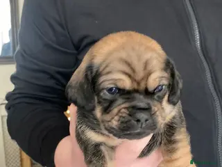 Mixed Breed dogs Beautiful Daug puppies - Advert 13