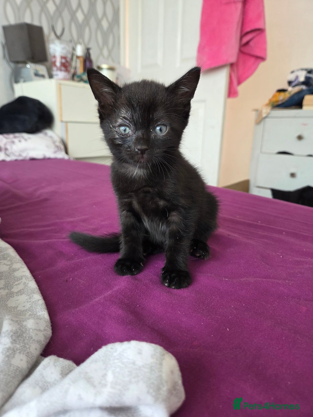 Mixed Breed cats for sale: Two beautiful girls. Ready to leave Saturday  - Image 8