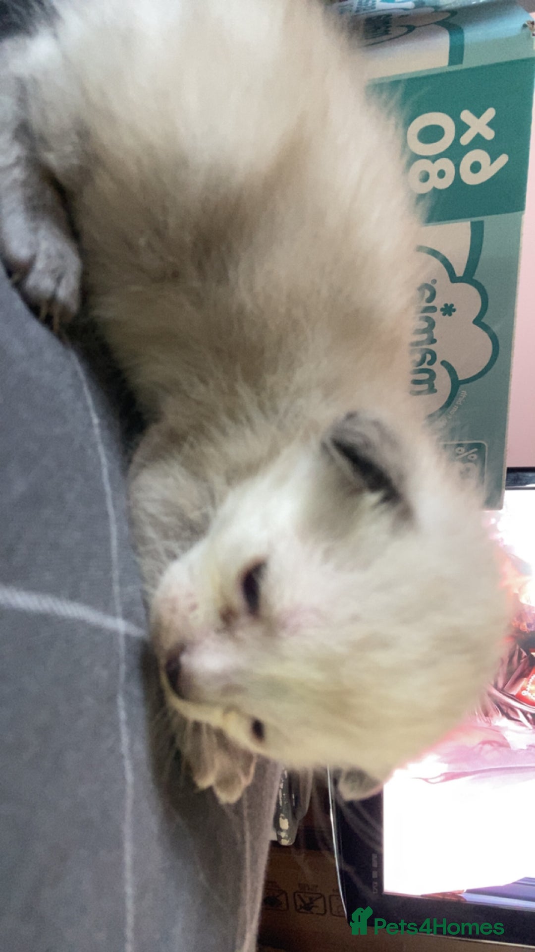 Mixed Breed cats for sale: 5 kittens  - Image 3
