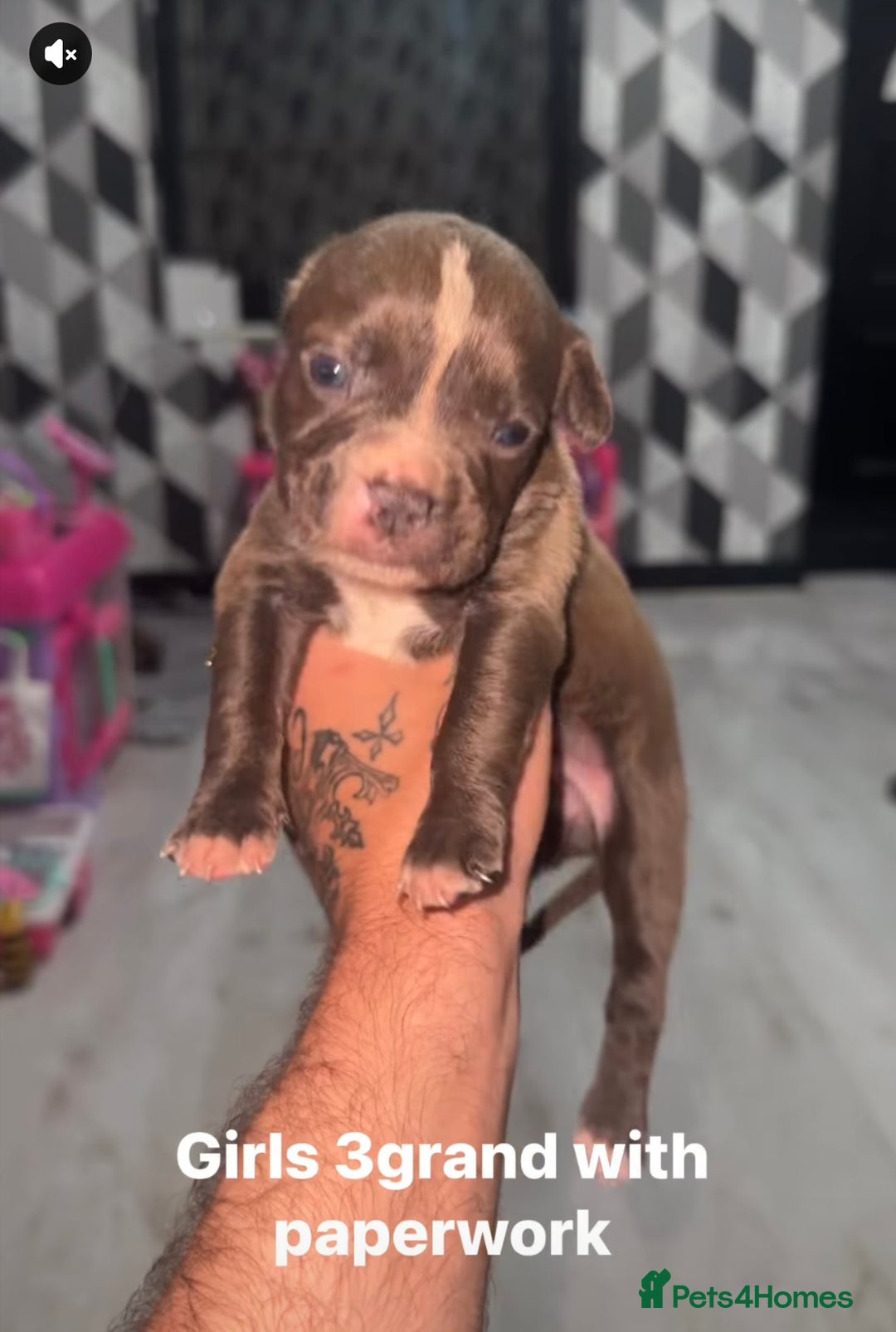 Mixed Breed dogs for sale: Beautiful 5 girls & 2 boys  - Image 4