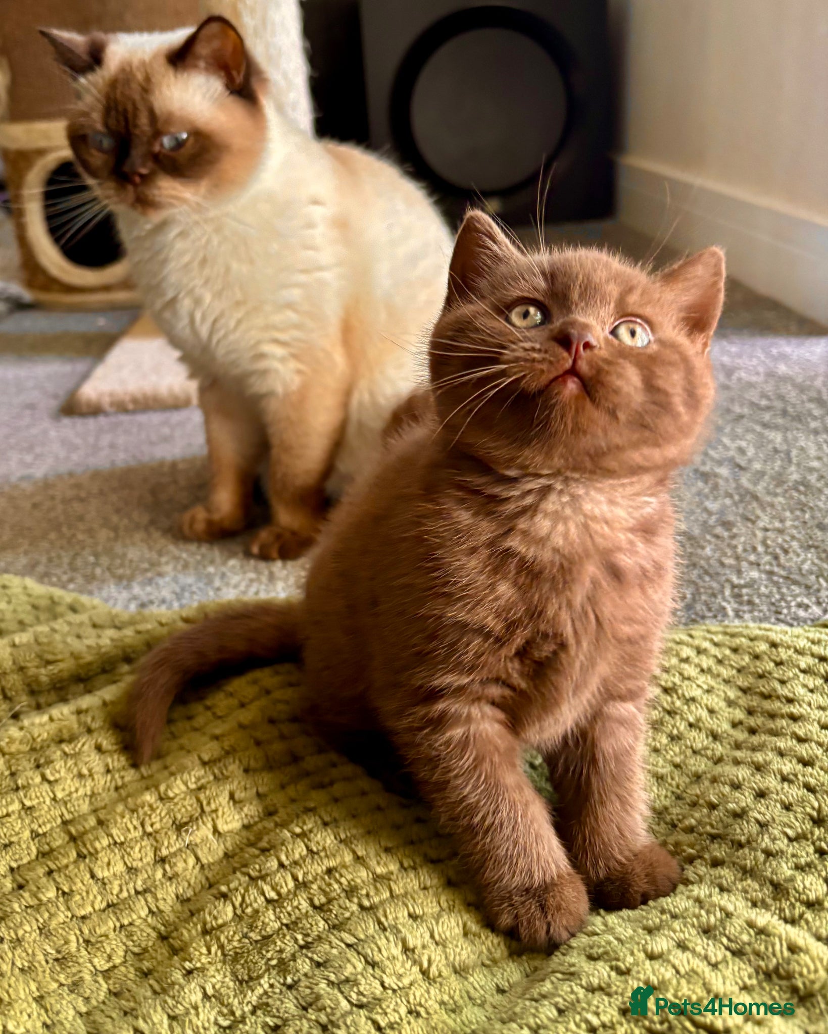 British Shorthair cats Amazing chunky GCCF pedigree BSH kittens - Advert 2