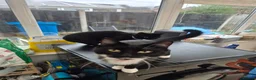 Mixed Breed cats for sale: Two beautiful 1 year old cats. - Advert 2
