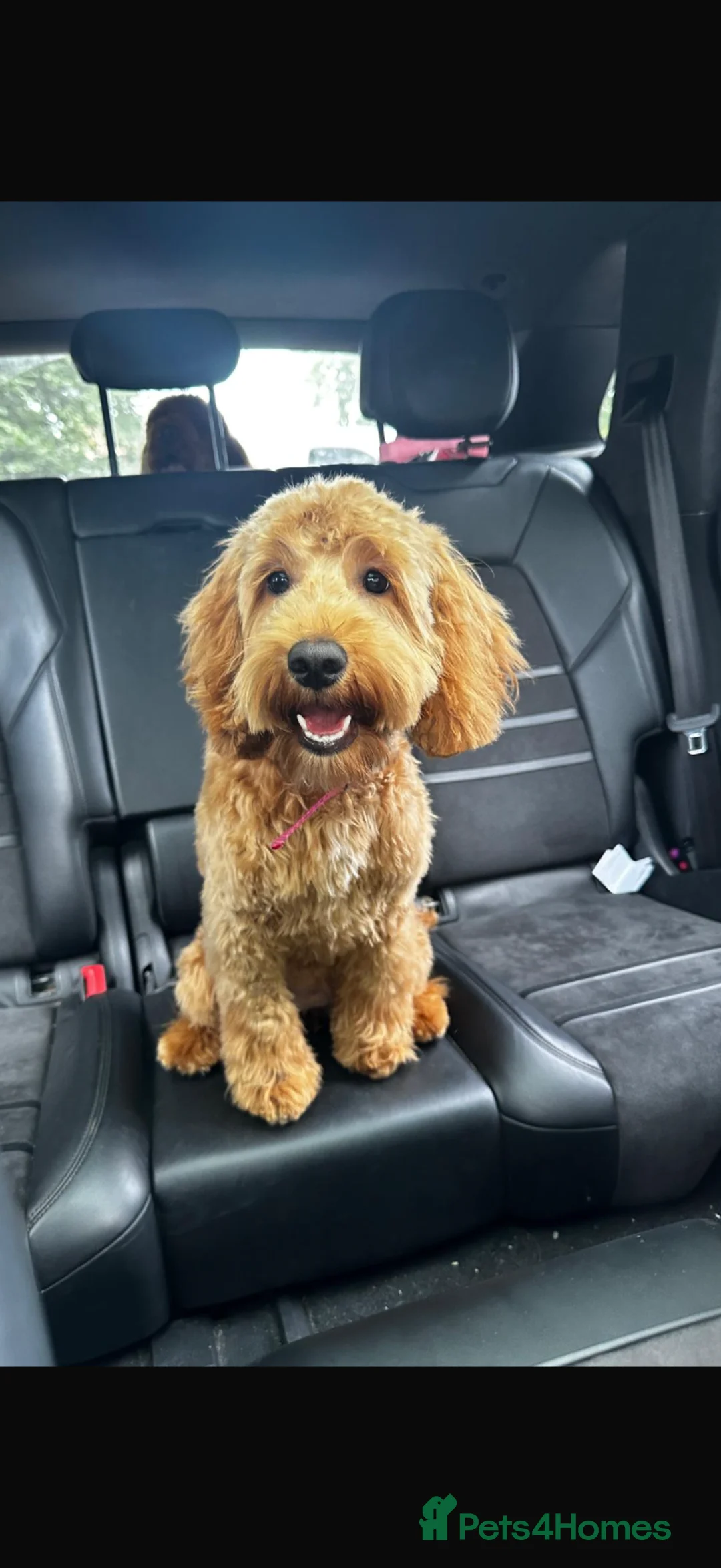 Mixed Breed dogs for sale:  cockapoos - Advert 1