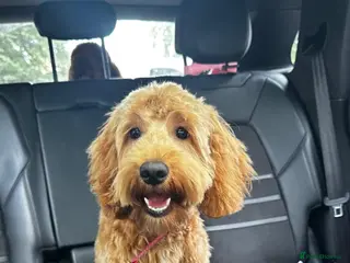 Mixed Breed dogs cockapoos - Advert 1