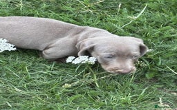 Dachshund dogs for sale: Mini dushounds - Image 2