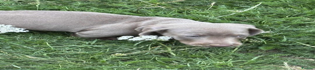 Dachshund Puppy 3