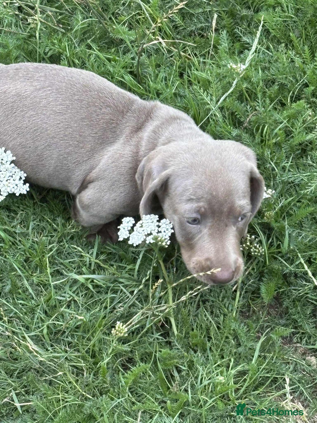 Dachshund dogs for sale: Mini dushounds - Image 2